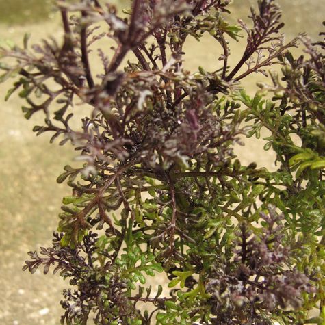 庭の花～変化の様子