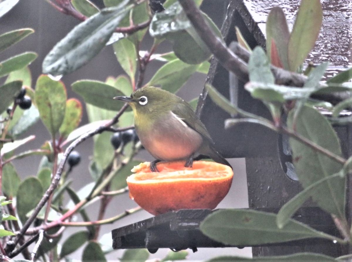 冬至の日に🐦メジロくんが