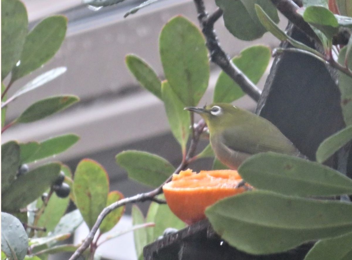 冬至の日に🐦メジロくんが