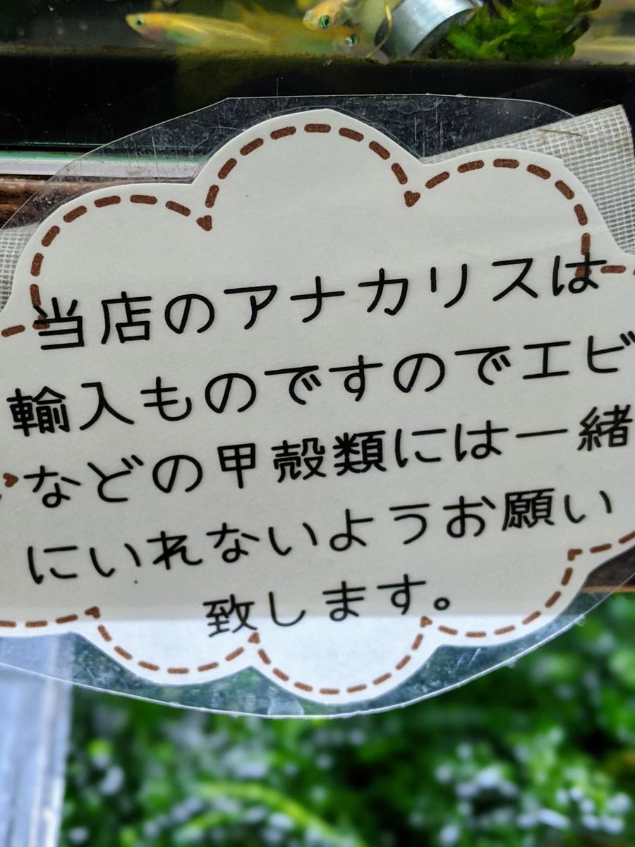 海老には外国産の水草は不可