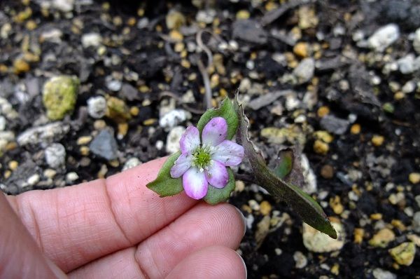 季節はずれの開花