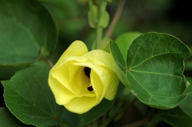 今朝の庭（待望の花）