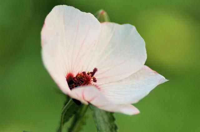 今朝の庭（待望の花）