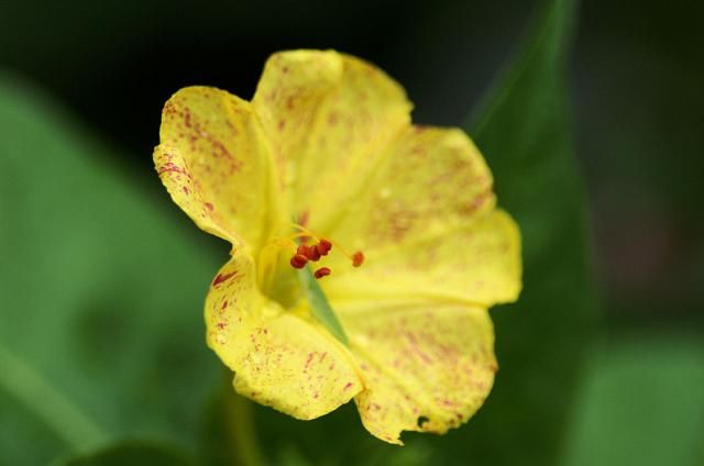 今朝の庭（待望の花）