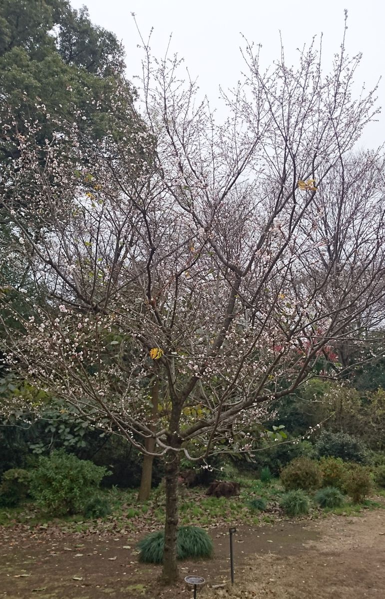 新宿御苑と桜