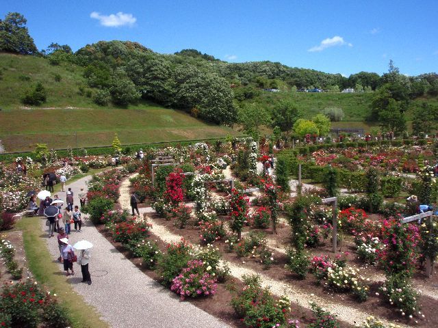 花フェスタ記念公園に行ってきました。