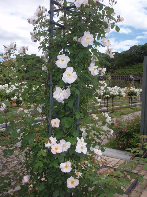 花フェスタ記念公園に行ってきました。