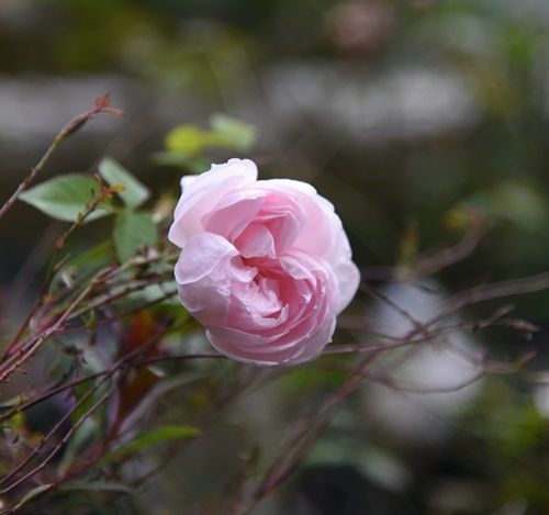 朝咲いている花を集めました。