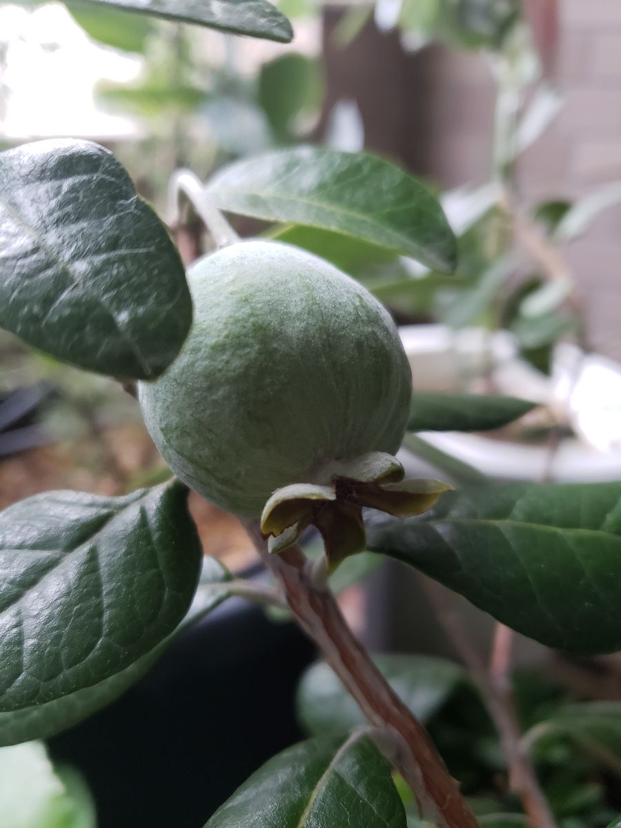 フェイジョアとレモンの収穫🍋🍐とセルリア🌸