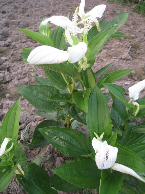 長いお付き合いの花