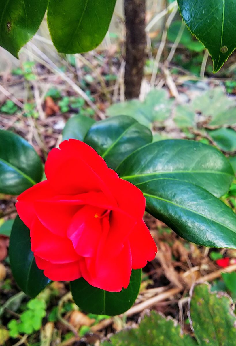 冬の花🌺寒椿