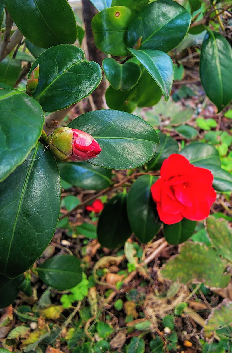 冬の花🌺寒椿