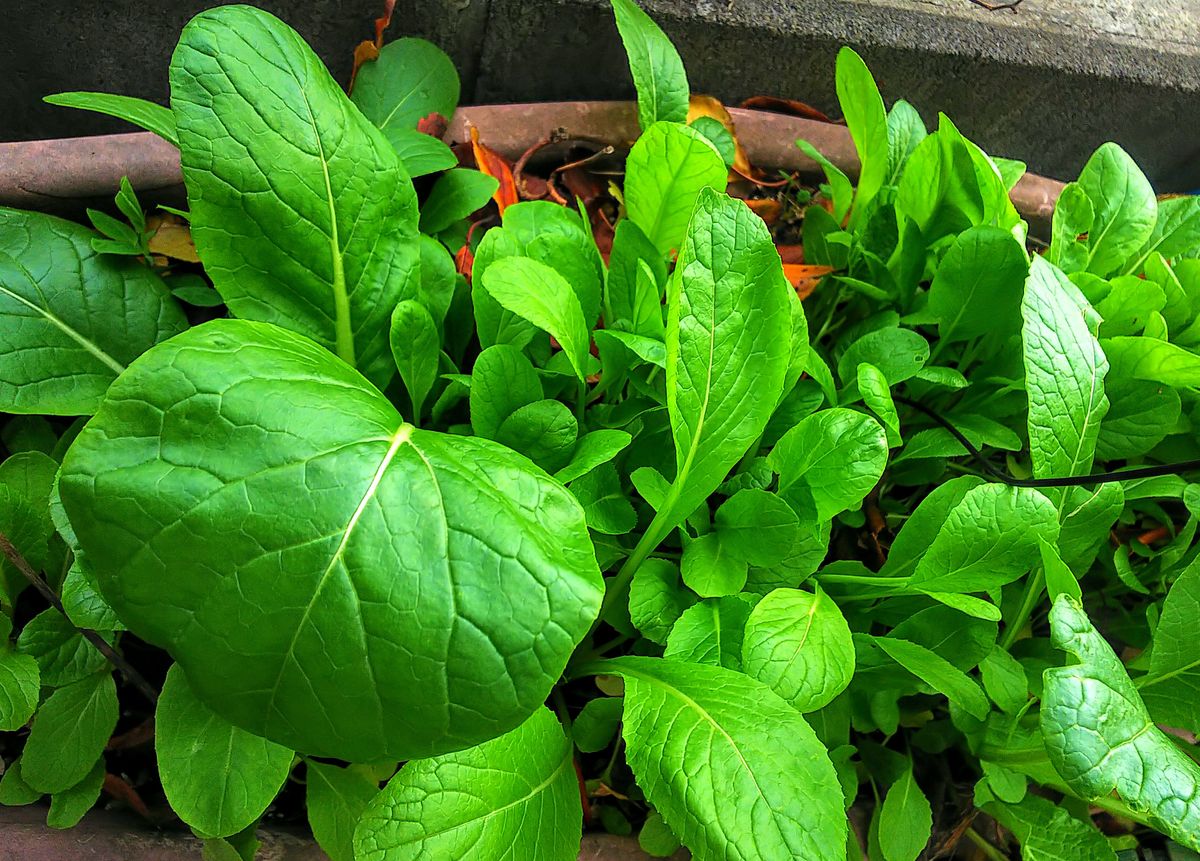 遅まき野菜の苗🌿①