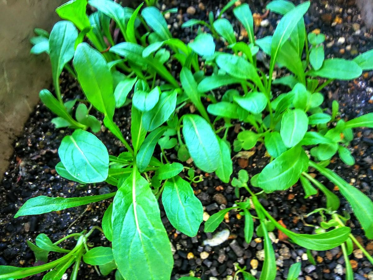 遅まき野菜の苗🌿①