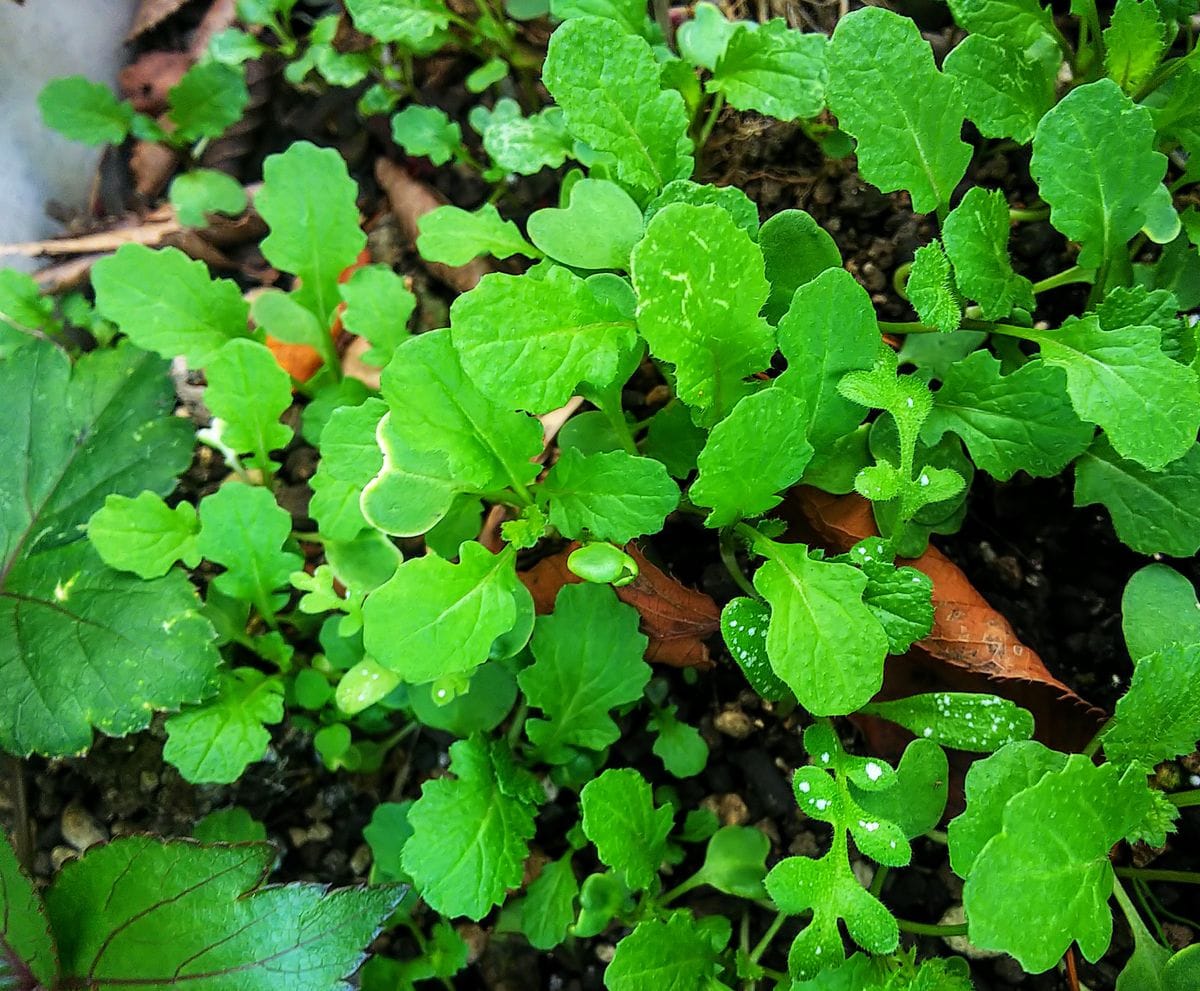 遅まき野菜の苗🌿②