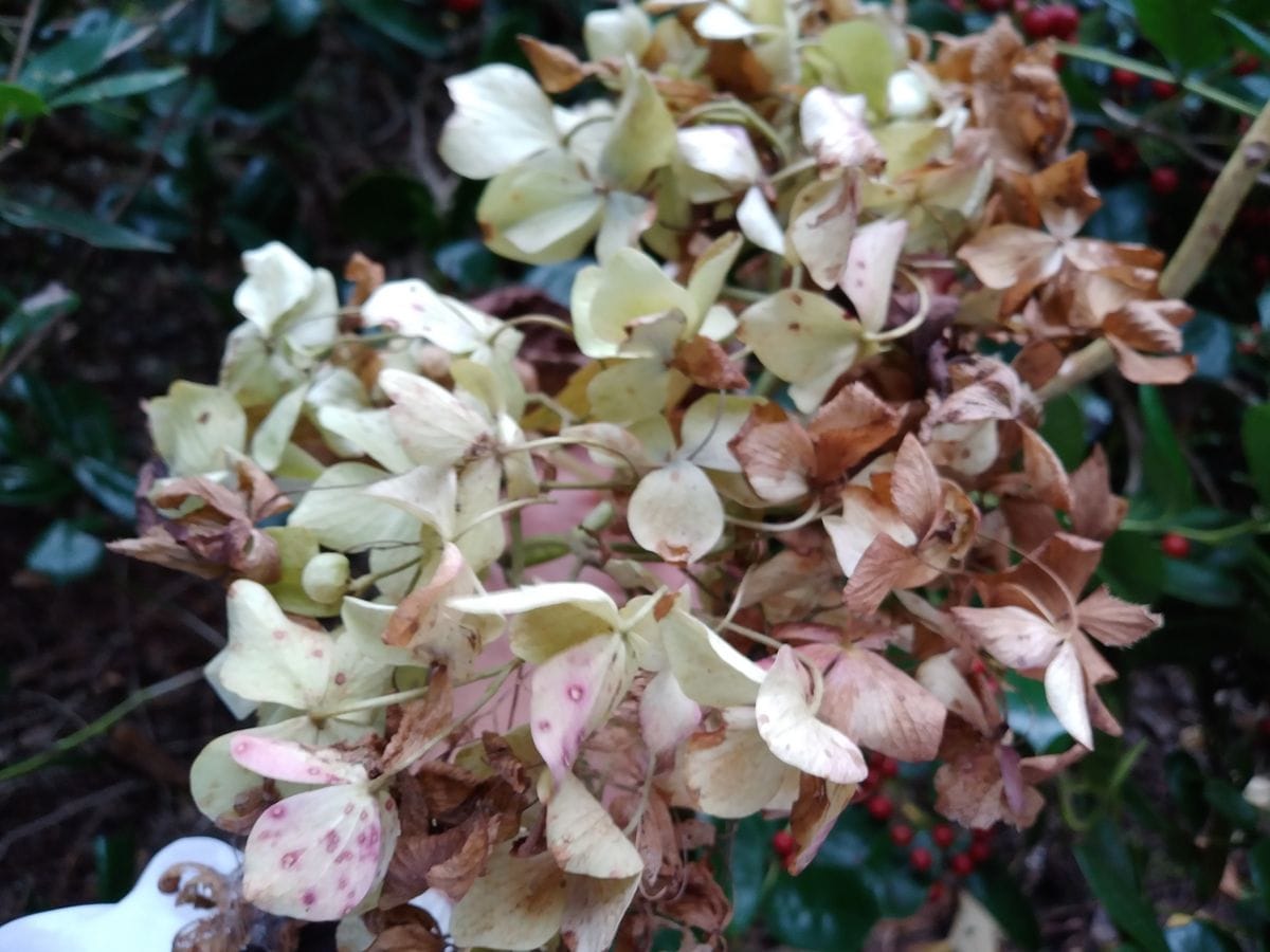 昨日、農場でアジサイの花柄を見つけました。