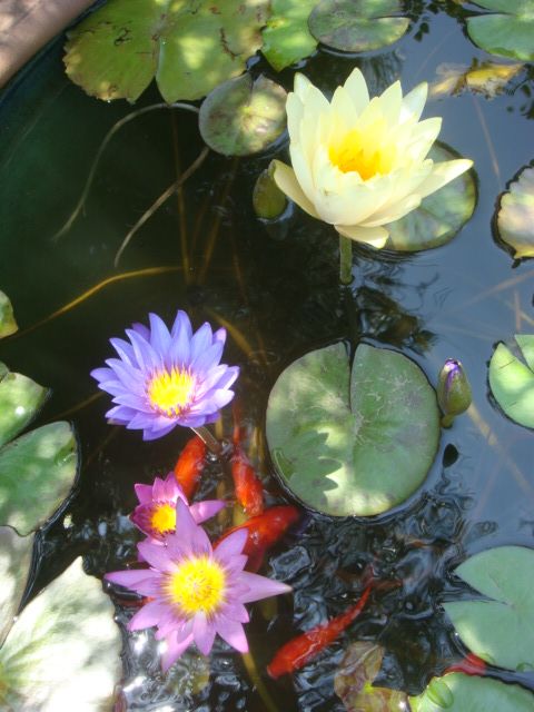 ついに開花！