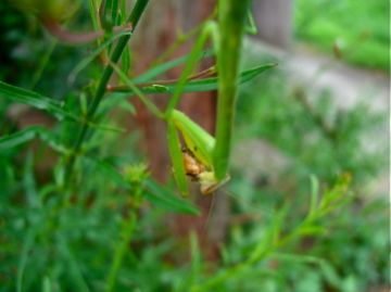 今日の庭　花に集る虫