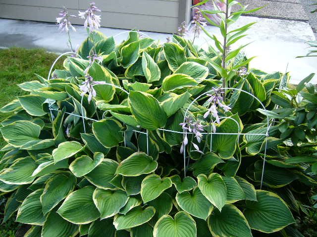 はびこる植物たち