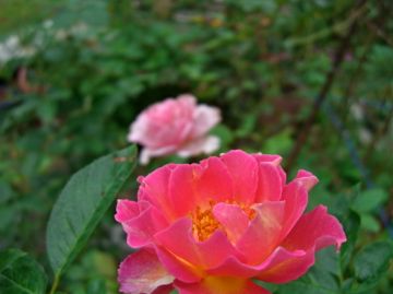 今朝の庭から薔薇３種