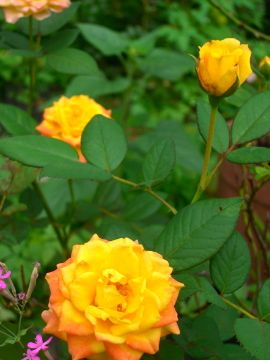 今朝の庭から薔薇３種