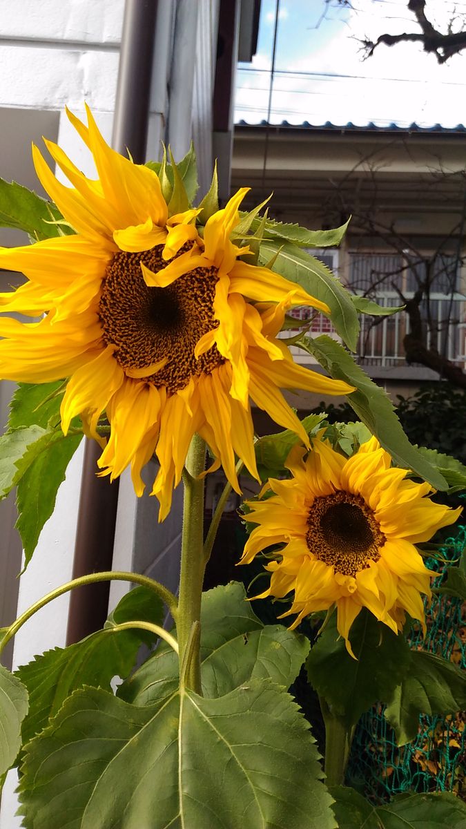 冬のひまわり🌻Jumbo Giant🌻開花!?