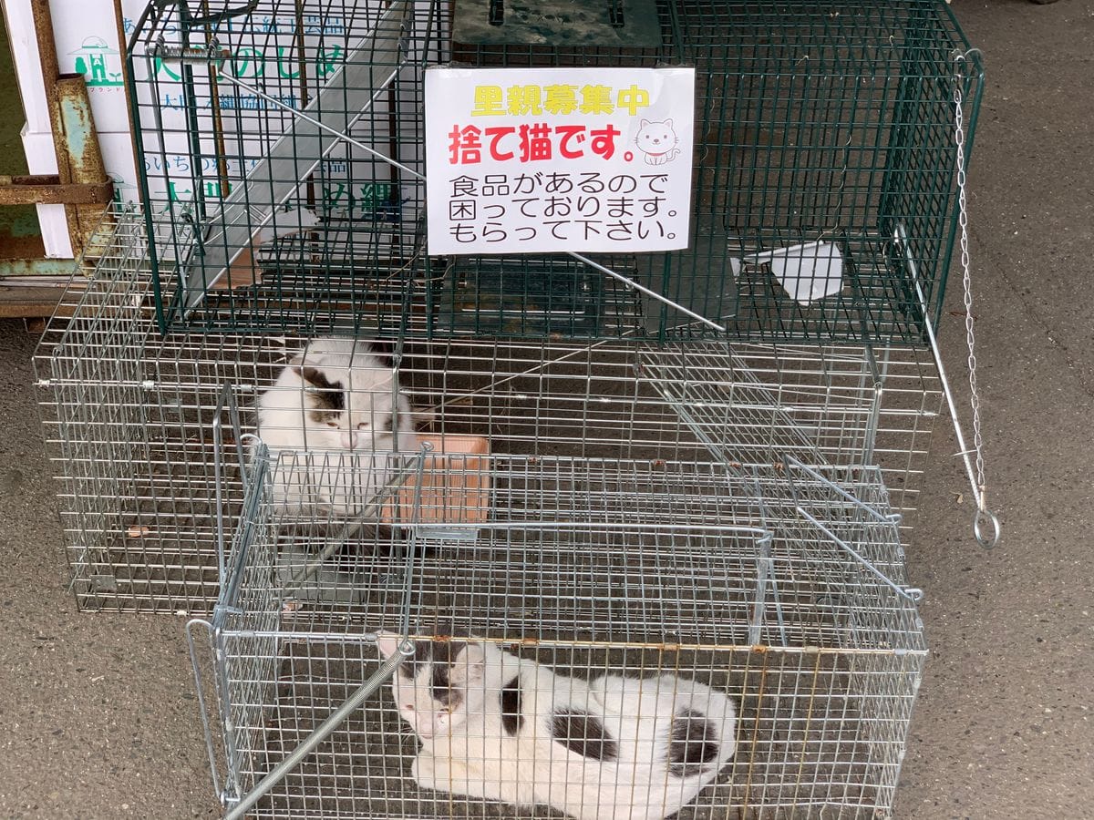 発芽ラッシュと捨て猫