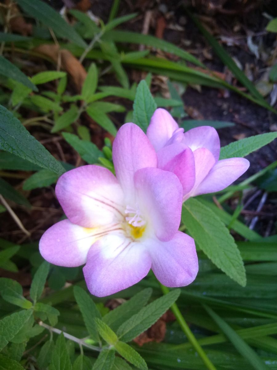 フリージア、初開花しました～🌼