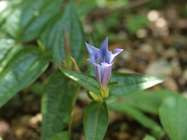 夏に咲くゲンチアナ