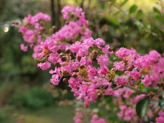 夏の花　その2