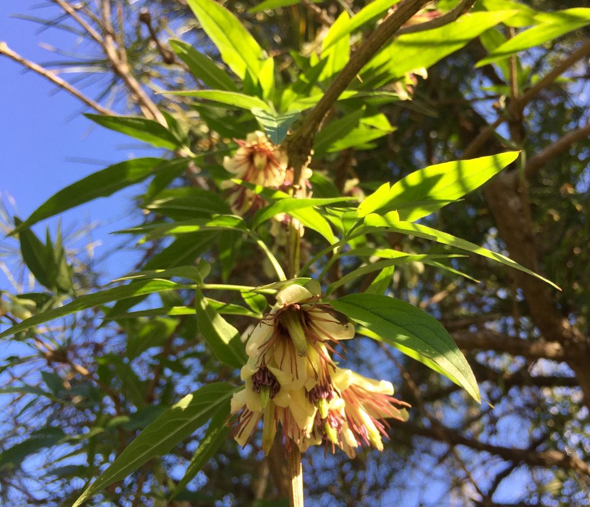 冬の筑波実験植物園クレマチス園✨