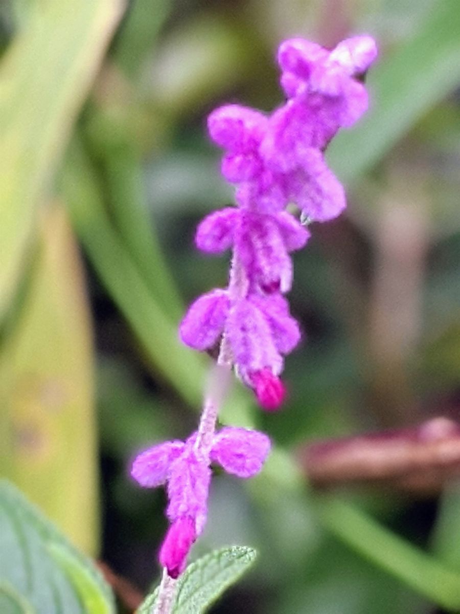 頑張ってるお花達