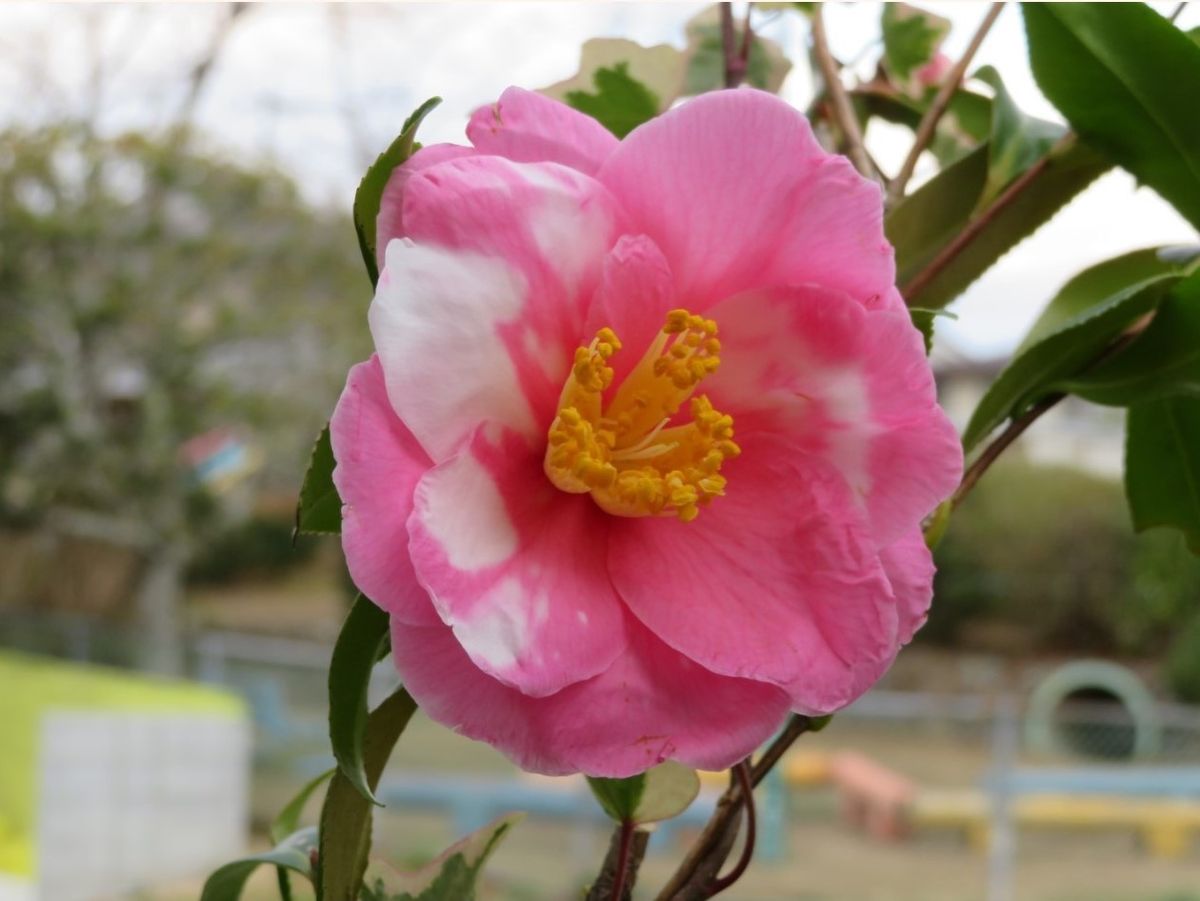 🌻今日の花たち🌻その8