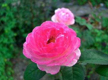 夕方の庭から　薔薇３種：仏蘭西系