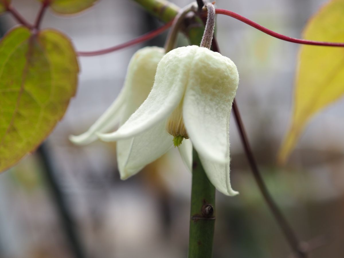 真冬の雨