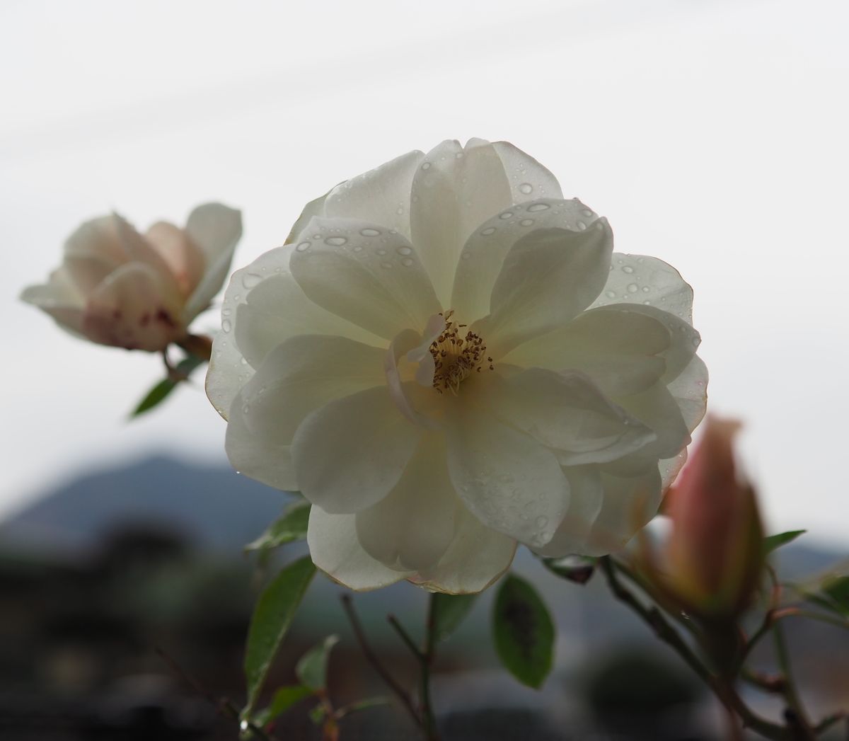 真冬の雨