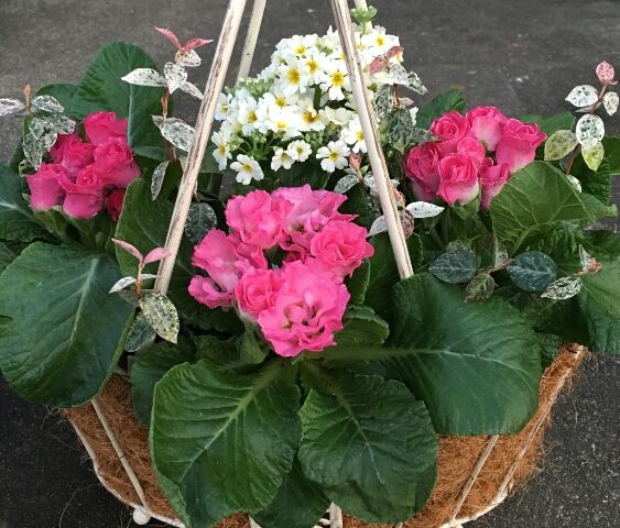 🌼マラコイデスとジュリアンの寄せ植え