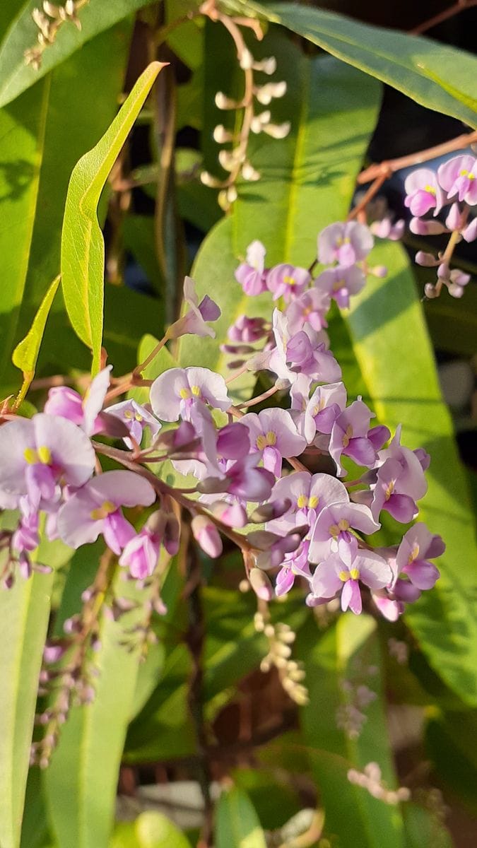 ふくおかルーバルガーデン2～冬❄️の庭たより…ハーデンベルギアの花色がそろいました🌸