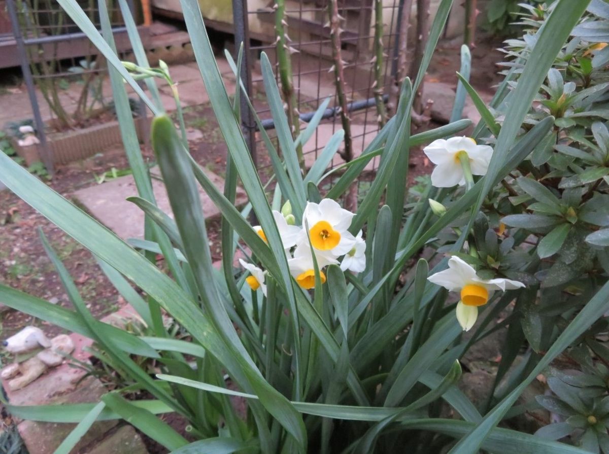 水仙の花が仲間入り