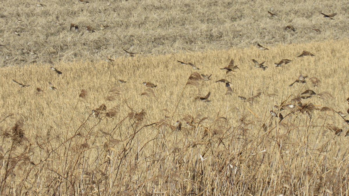 🐤冬の田圃はスズメの運動場🐤