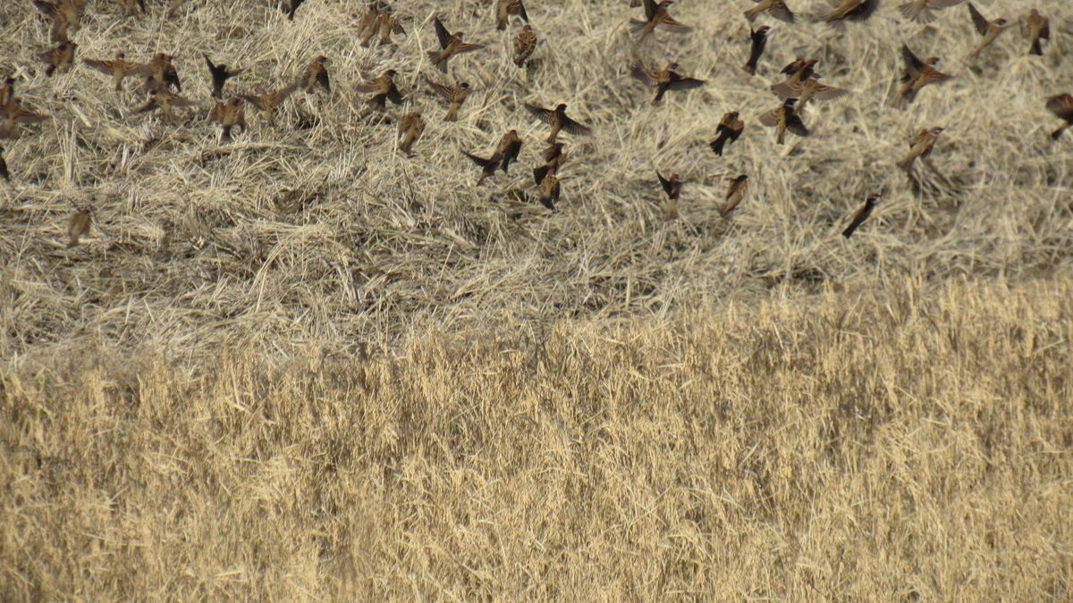 🐤冬の田圃はスズメの運動場🐤