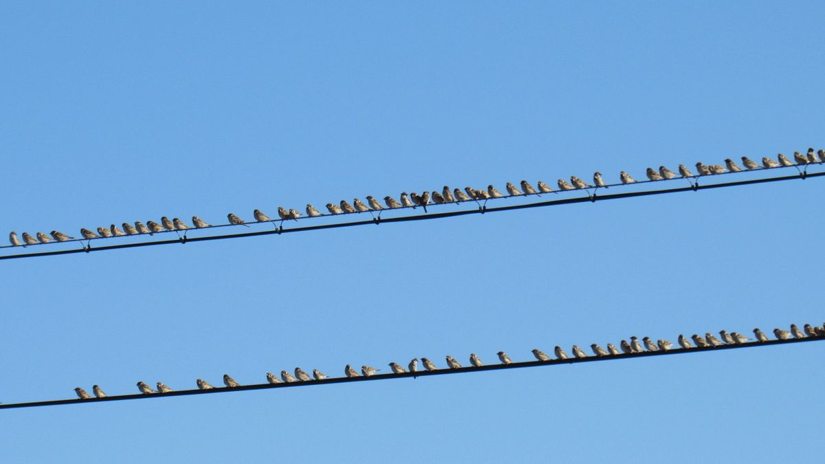 🐤ムクドリにも負けないスズメの整列🐤