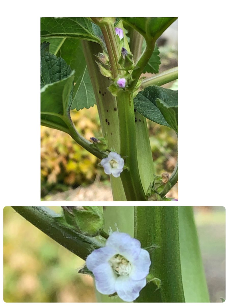 初花です。