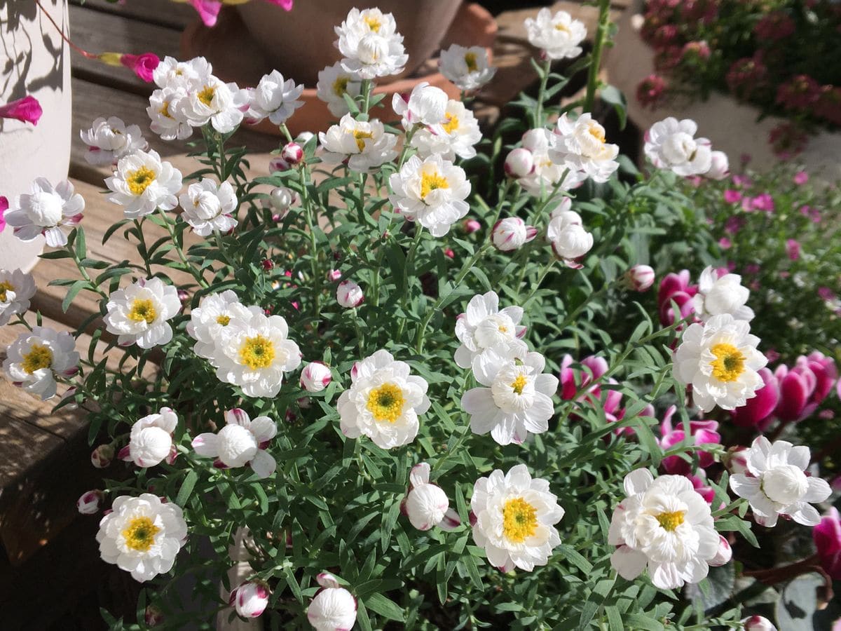 オキザリスの花柄摘み