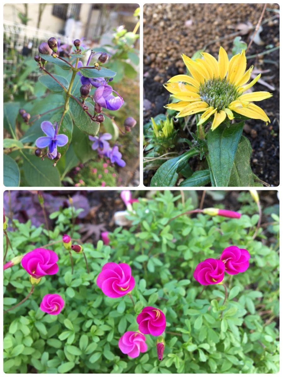 オキザリスの花柄摘み