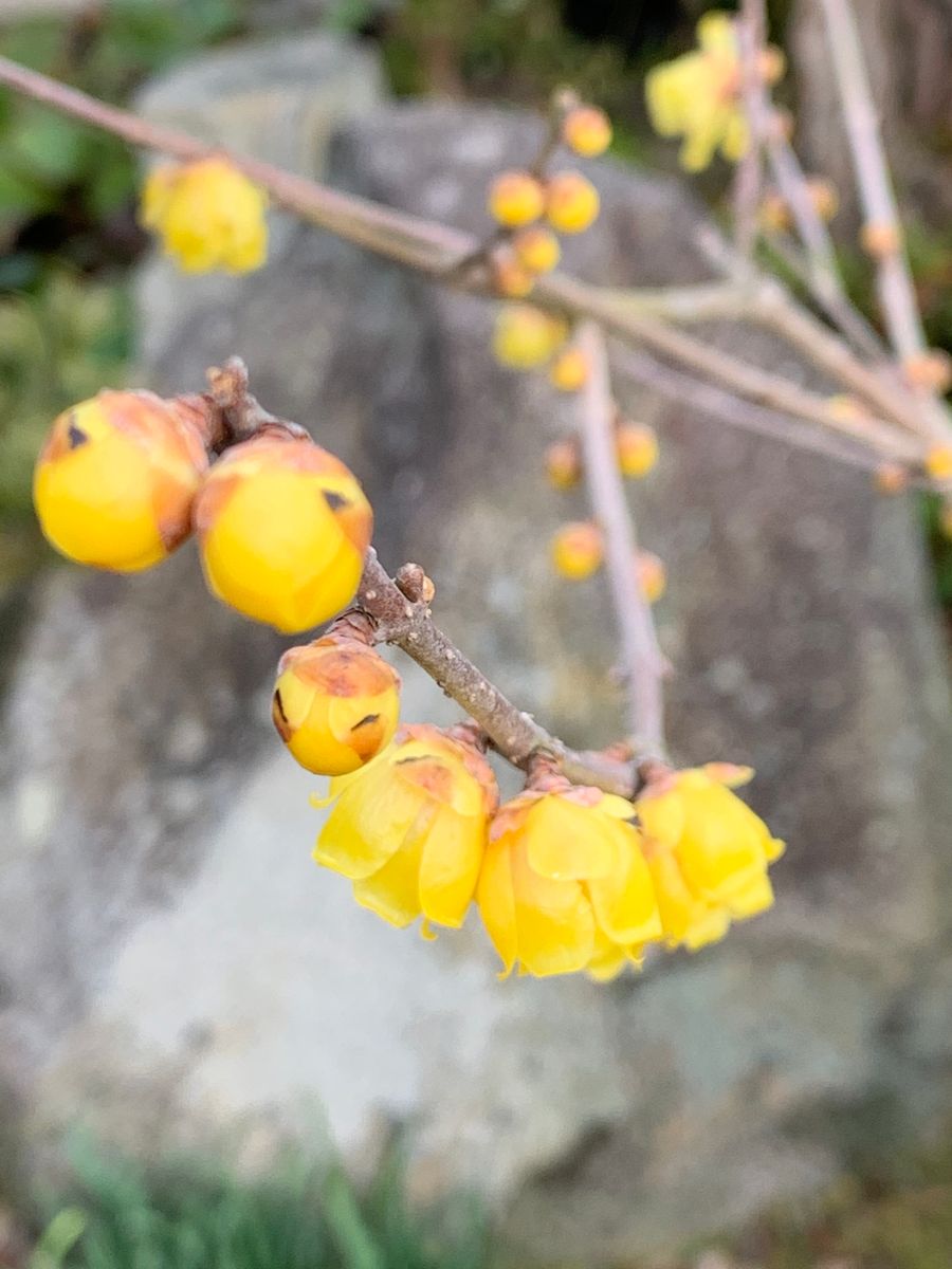 蝋梅と挿し木の山茶花
