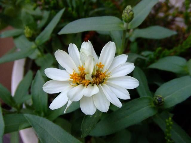 ギボウシの花とふたごちゃん