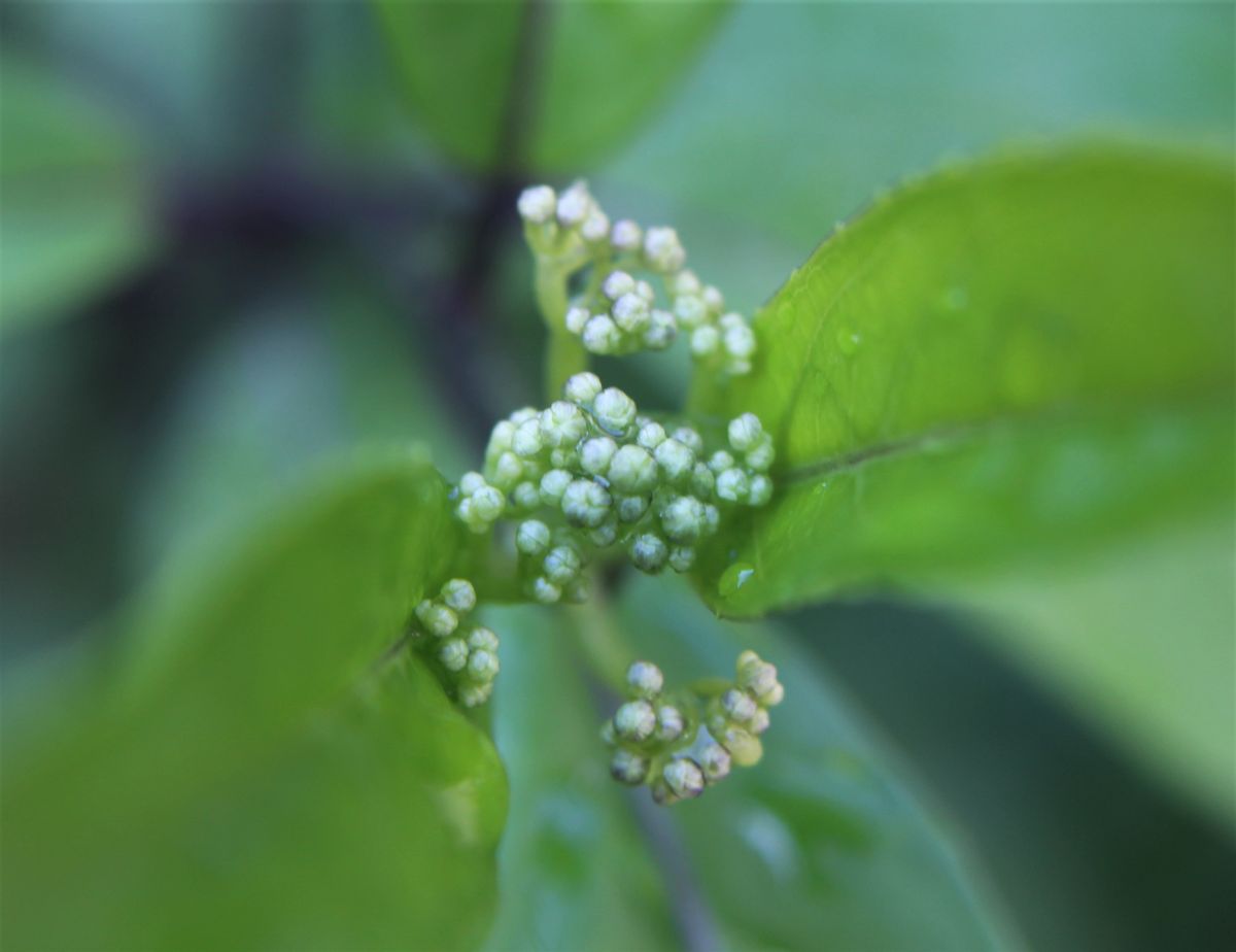 はや蕾が・・