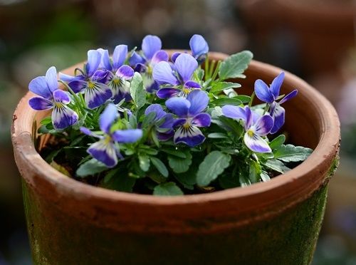 小さな株の小さな花のビオラ