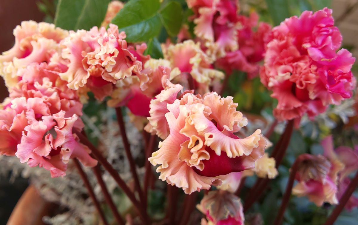 今日の開花✨